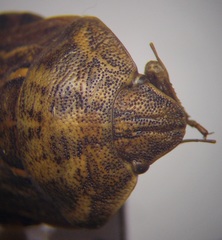 Eurygaster integriceps