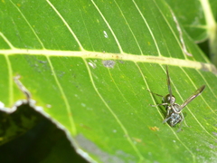 Polybia plebeja