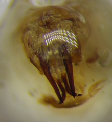 Eurygaster integriceps