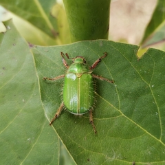 Brachysternus prasinus