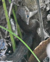 Tupaia glis