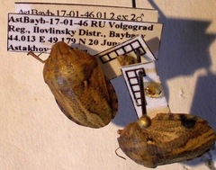 Eurygaster integriceps