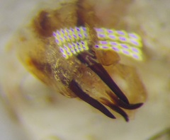 Eurygaster integriceps