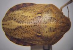 Eurygaster integriceps