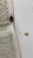 Araneoidea