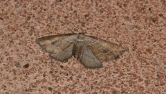 Coenocalpe millierata