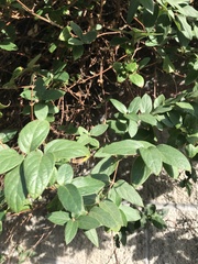 Lonicera japonica