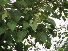 Croton xalapensis