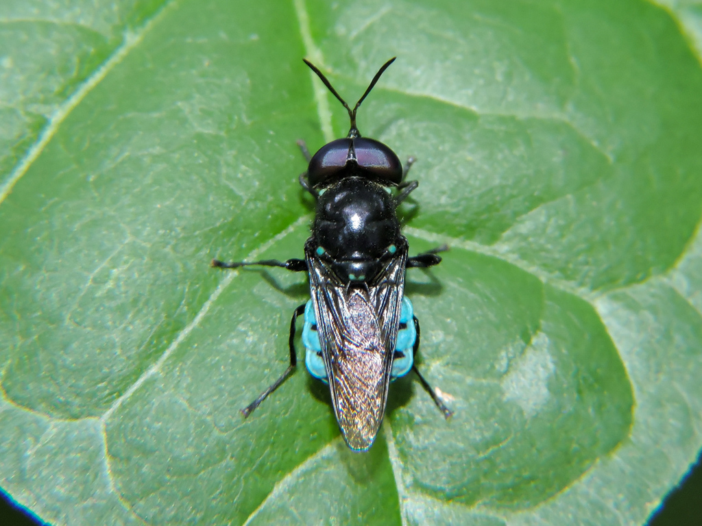 Rhingiopsis rostrata
