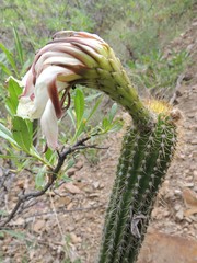 Trichocereus schickendantzii