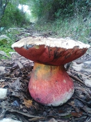 Rubroboletus
