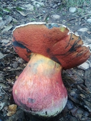 Rubroboletus