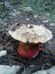 Rubroboletus