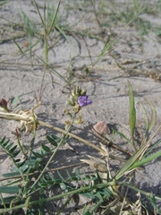 Oxytropis glabra