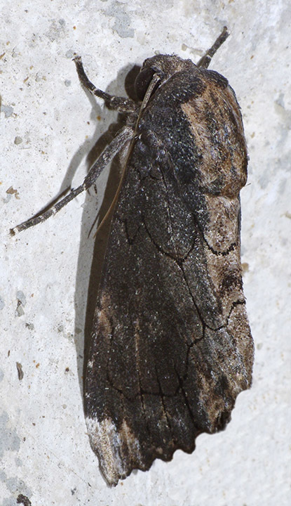 Dypterygia dolens