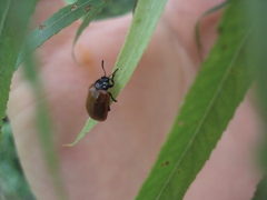 Plagiodera erythroptera