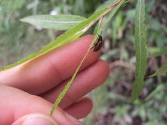Plagiodera erythroptera