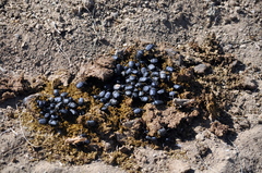 Gymnopleurus mopsus