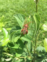 Crinocerus sanctus