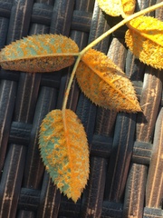 Phragmidium tuberculatum