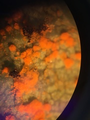 Phragmidium tuberculatum