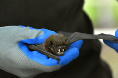 Nyctalus lasiopterus