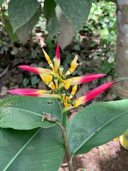 Heliconia hirsuta