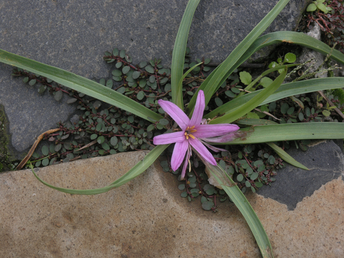 Colchicum schimperianum