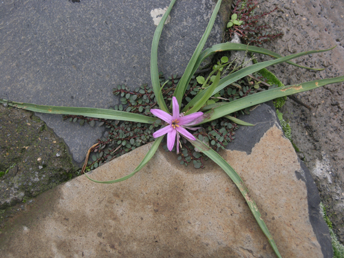 Androcymbium schimperianum image