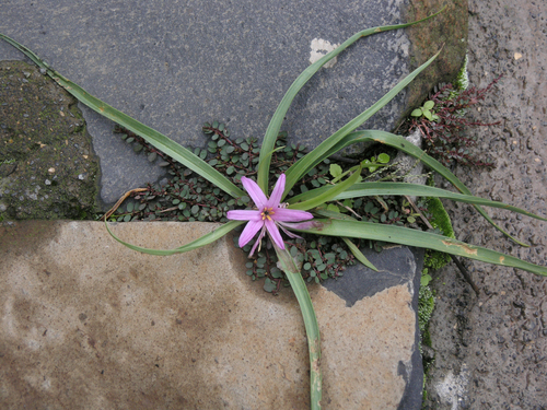 Colchicum schimperianum