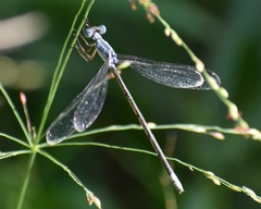Lestes sigma
