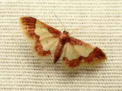 Idaea basinta