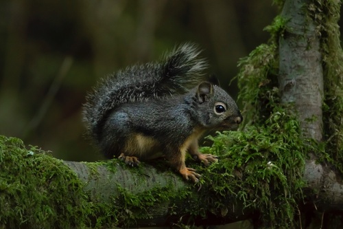 Douglas's Squirrel, Roche Point Park, North Vancouver, BC, CA, photo 7 of 10