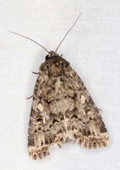 Spodoptera umbraculata
