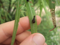 Plagiodera erythroptera
