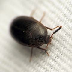 Eustrophopsis