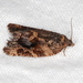 Epitymbia alaudana - Photo (c) Victor W Fazio III, some rights reserved (CC BY-NC), uploaded by Victor W Fazio III