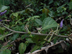 Solanum