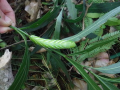Manduca brontes cubensis