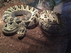 Crotalus culminatus