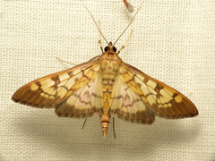 Mimorista subcostalis