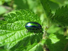 Oreina gloriosa