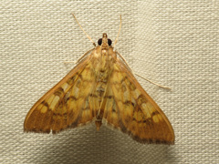 Mimorista subcostalis