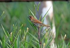 Lonchura punctulata