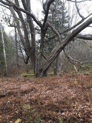 Acer rubrum image