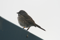 Artemisiospiza belli clementeae