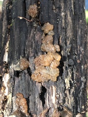 Tremellomycetes