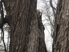 Acer rubrum image