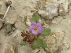 Phacelia pulchella