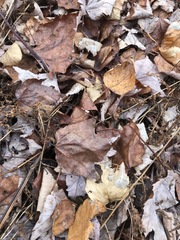 Acer rubrum image